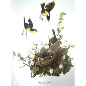 Audubon Birds of America Yellow-Breasted Chat Original Print Vtg 1950 Peterson